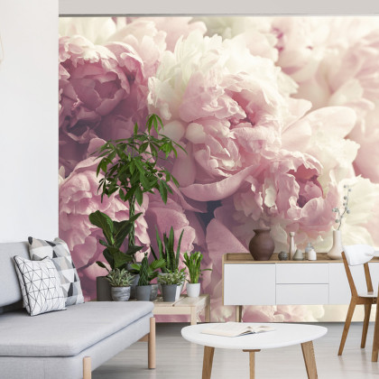 Fototapeta Kwitnące Peonie
