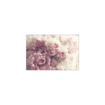 Fototapeta Kwitnące Peonie