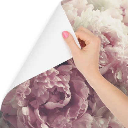 Fototapeta Kwitnące Peonie