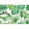 Fototapeta Liście Monstera