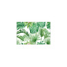 Fototapeta Liście Monstera