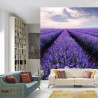 Fototapeta Lawendowe Pole
