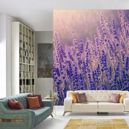 Fototapeta Lawenda Kwiaty