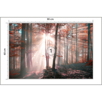 Fototapeta Las Barwy Jesieni
