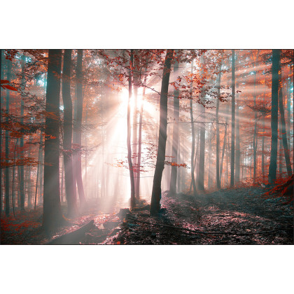 Fototapeta Las Barwy Jesieni
