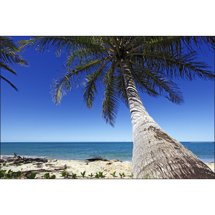Fototapeta Plaża Ocean Palmy