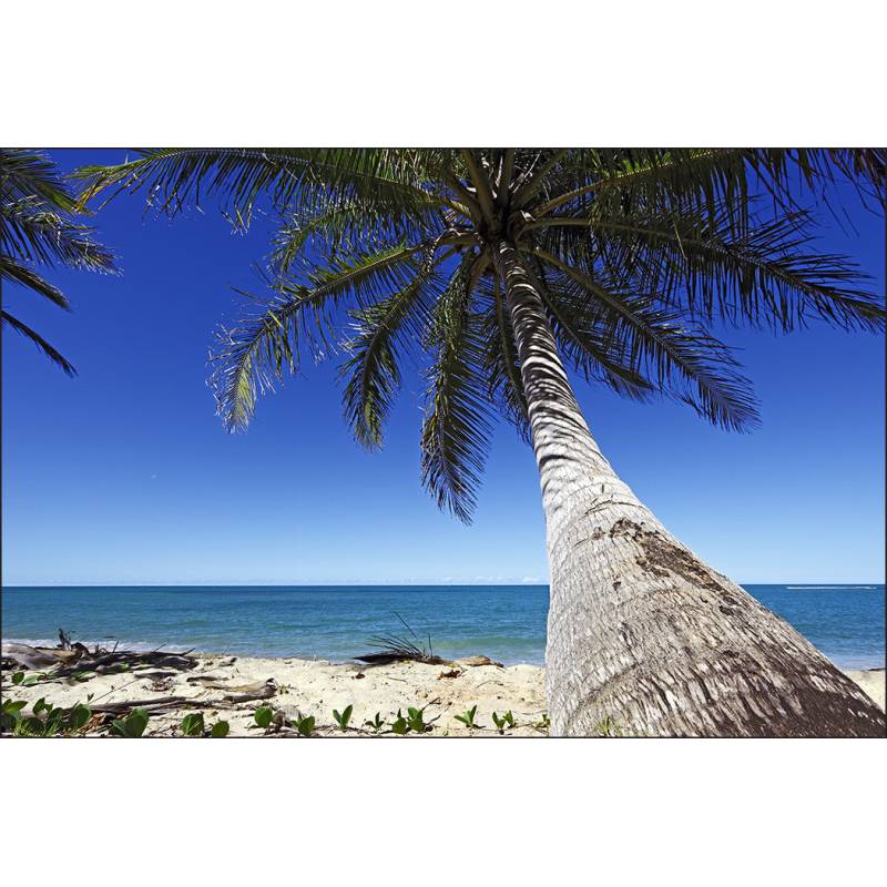Fototapeta Plaża Ocean Palmy