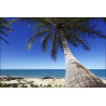 Fototapeta Plaża Ocean Palmy