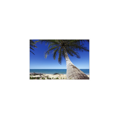 Fototapeta Plaża Ocean Palmy