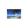 Fototapeta Plaża Ocean Palmy