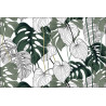 Fototapeta Liście Monstera