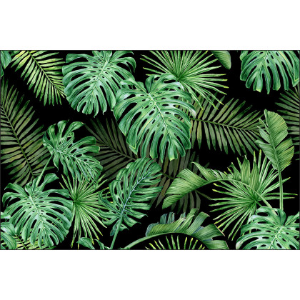 Fototapeta Liście Monstera