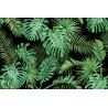 Fototapeta Liście Monstera