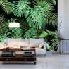 Fototapeta Liście Monstera