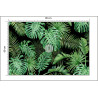 Fototapeta Liście Monstera