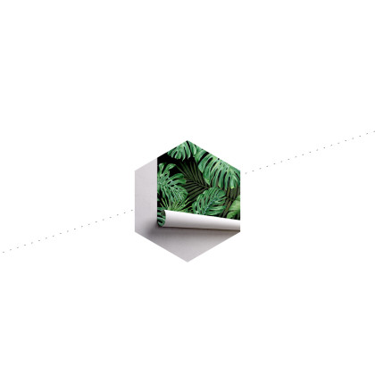 Fototapeta Liście Monstera