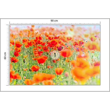 Fototapeta Pole Czerwonych Maków
