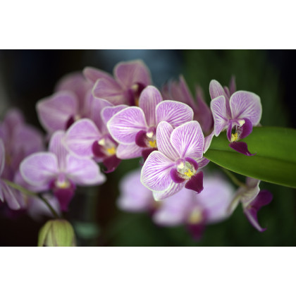 Fototapeta Piękne Orchidee