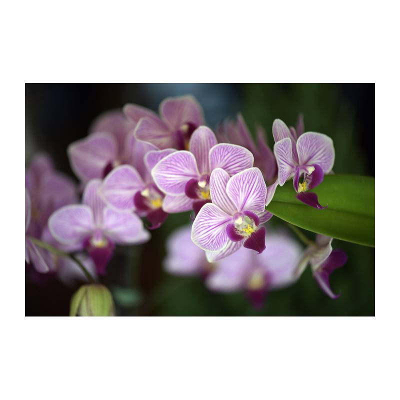Fototapeta Piękne Orchidee