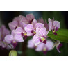 Fototapeta Piękne Orchidee