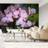 Fototapeta Piękne Orchidee