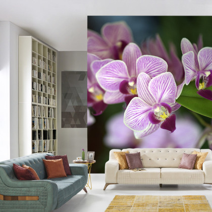 Fototapeta Piękne Orchidee