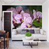 Fototapeta Piękne Orchidee