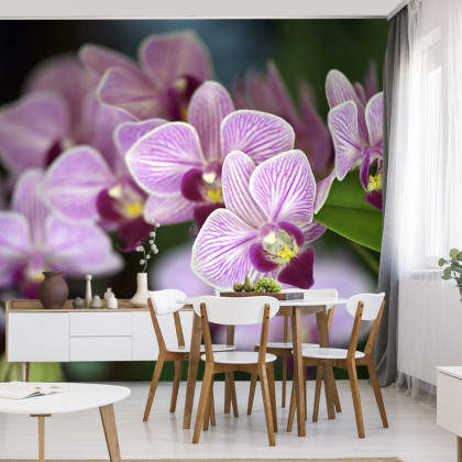 Fototapeta Piękne Orchidee