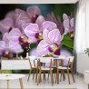 Fototapeta Piękne Orchidee
