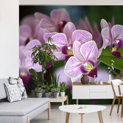 Fototapeta Piękne Orchidee