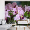 Fototapeta Piękne Orchidee
