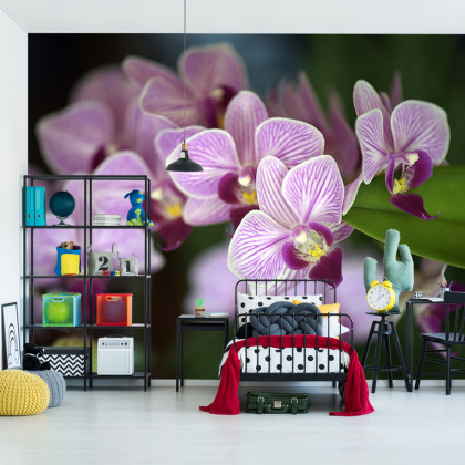 Fototapeta Piękne Orchidee