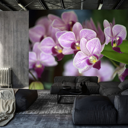 Fototapeta Piękne Orchidee