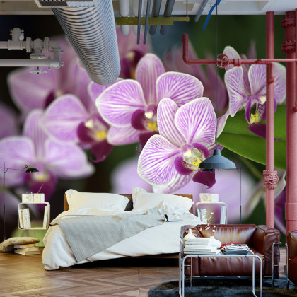 Fototapeta Piękne Orchidee