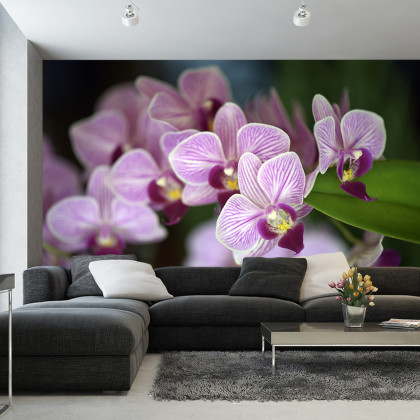 Fototapeta Piękne Orchidee