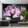 Fototapeta Piękne Orchidee