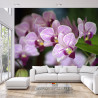 Fototapeta Piękne Orchidee
