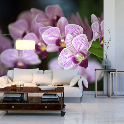 Fototapeta Piękne Orchidee
