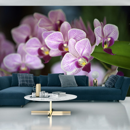 Fototapeta Piękne Orchidee