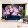 Fototapeta Piękne Orchidee