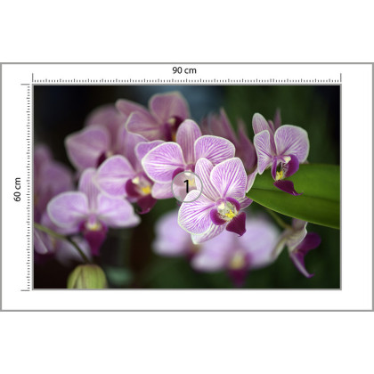 Fototapeta Piękne Orchidee