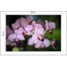 Fototapeta Piękne Orchidee