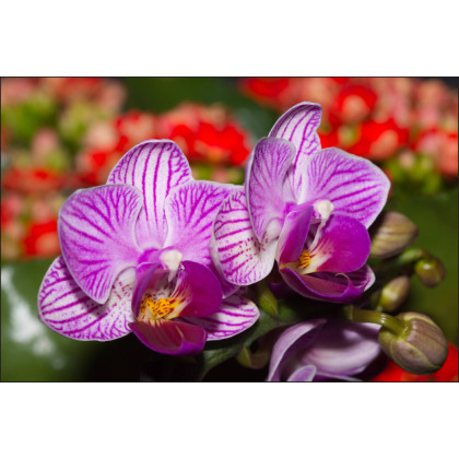 Fototapeta Optyczna Orchidea 3D