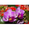 Fototapeta Optyczna Orchidea 3D