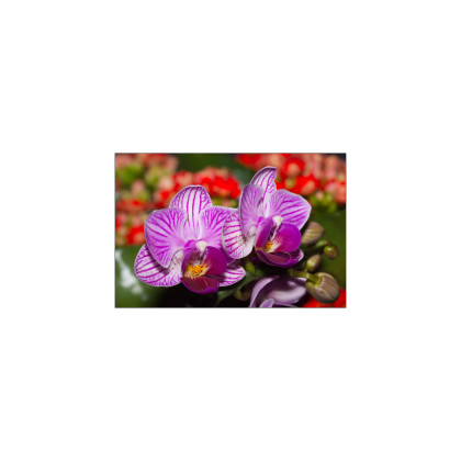 Fototapeta Optyczna Orchidea 3D
