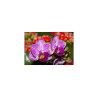 Fototapeta Optyczna Orchidea 3D