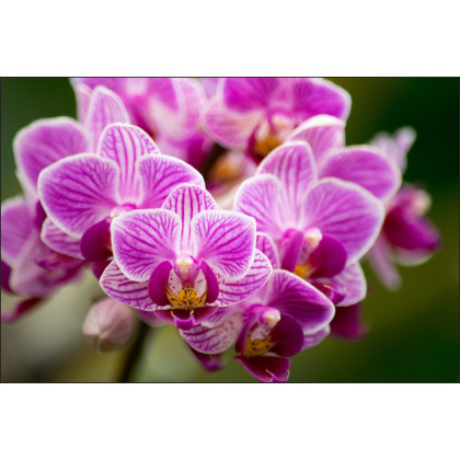 Fototapeta Bukiet Orchidei