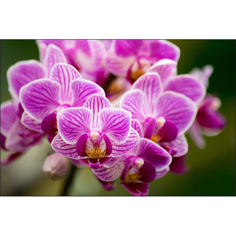 Fototapeta Bukiet Orchidei