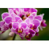 Fototapeta Bukiet Orchidei