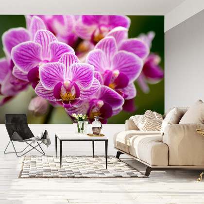 Fototapeta Bukiet Orchidei